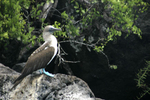 Blue-footed Booby
