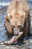 McNeil River Bears-11