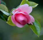Crimson Camelia
