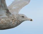 Glaucous Gull (second-winter) close-up, Grundarfjörður, Icleand