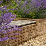 Garden photography by Ross Phillips of Forest Eyes Photography