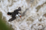 Atlantic Puffin flying, Bempton Cliffs, Yorkshire, UK