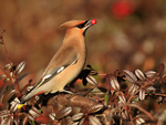 Waxwing feeding on berries at Bletchley