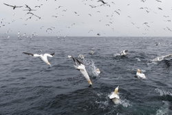 Gannets_0010