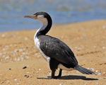 Pied Cormorant portfolio