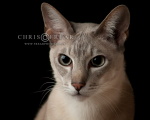 Cat II
