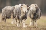 Herdwick portfolio