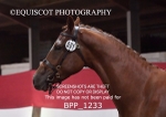 BPP_1233