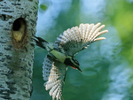 Yellow-bellied Sapsucker (male) in flight from nest hole, Minnesota