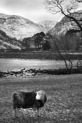 Herdwick Sheep in Lakeland.