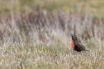 Long-tailed Meadowlark with food, Carcass Island, Falklands