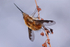 Sunbathing Beefly