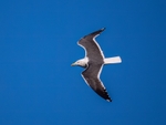 Lesser Black-backed Gull