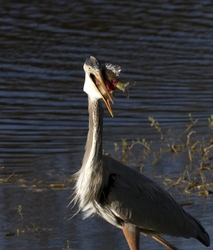 Great Blue Heron _0049