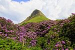 Benbulben and Flowers