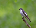 Pied Flycatcher - Ficedula hypoleuca