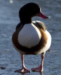 SHELDUCK WNTER 2010