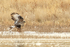 Rough-legged Hawk wings raised, Bosque del Apache, New Mexico