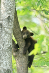Black Bear cub relaxing, Minnesota, USA