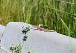 Common Wall Lizard