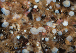 Sidnyum turbinatum