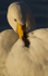 WHOOPER SWAN