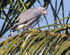 Lizard Buzzard