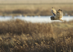 SHORT EARED OWL