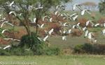 Sacred Ibis.