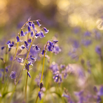 Bluebells & Light