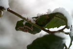 Snow - 20