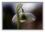 Galanthus nivalis 'Dionysos' 2