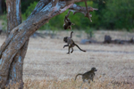 Baboons in Tree 3