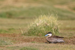 Puna Teal, grass background, Chile