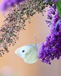 Large White feeding on buddleia flower, Oxfordshire, UK