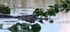 FLR003: American Alligator