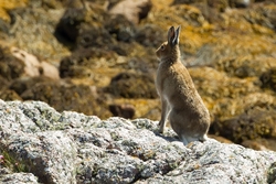 Mountain Hare on Mull