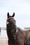 Class 313 IH Retired Racehorse portfolio