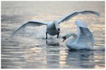 Mute Swan Charging