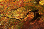 Autumnal Archway