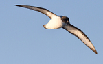 Cape Petrel