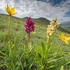 Wild Tulips (Tulipa sylvestris subsp autralis.  also T. australis) with magenta and yellow Elderflower orchid (Dactylorhiza sambucina) 