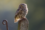Little Owl