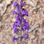 Purple toadflax (Linaria pupurea) 