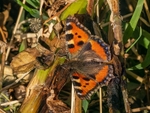 Small Tortoiseshell