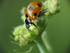 Ladybird