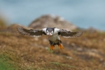 Atlantic Puffin