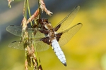 Broad Bodied Chaser - Male