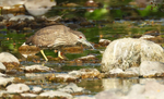 Night Heron Juv.