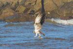 Osprey Fishing 3